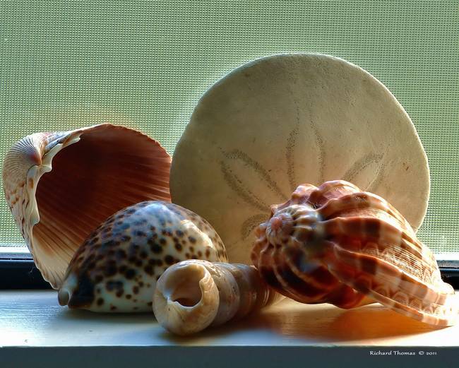 Seas Shells by Richard Thomas photography